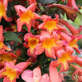 Crossvine Live Plants 2-Pack Orange Red Flowers Bignonia capreolata Hummingbird Attractant Native Southern Alabama Vine