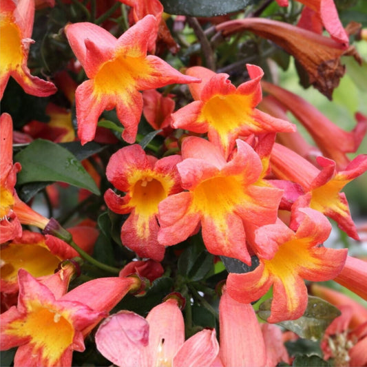 Crossvine Live Plants 2-Pack Orange Red Flowers Bignonia capreolata Hummingbird Attractant Native Southern Alabama Vine
