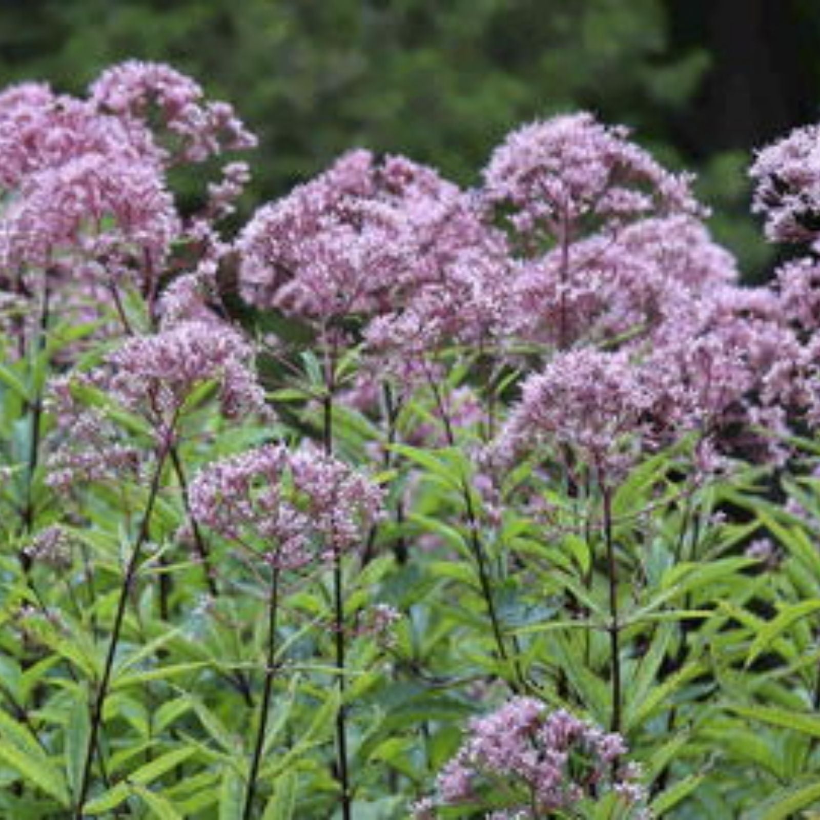 Joe Pye Weed Plants 3 Pack | Eupatorium purpureum Native Maine Perennial Flowering Plants for Gardens