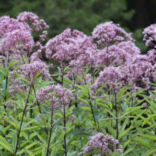 Joe Pye Weed Plants 3 Pack | Eupatorium purpureum Native Maine Perennial Flowering Plants for Gardens