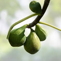Desert King Fig Cuttings Ficus carica Live Plant 2 Stems Edible Fruit Tree Propagation Willow Water