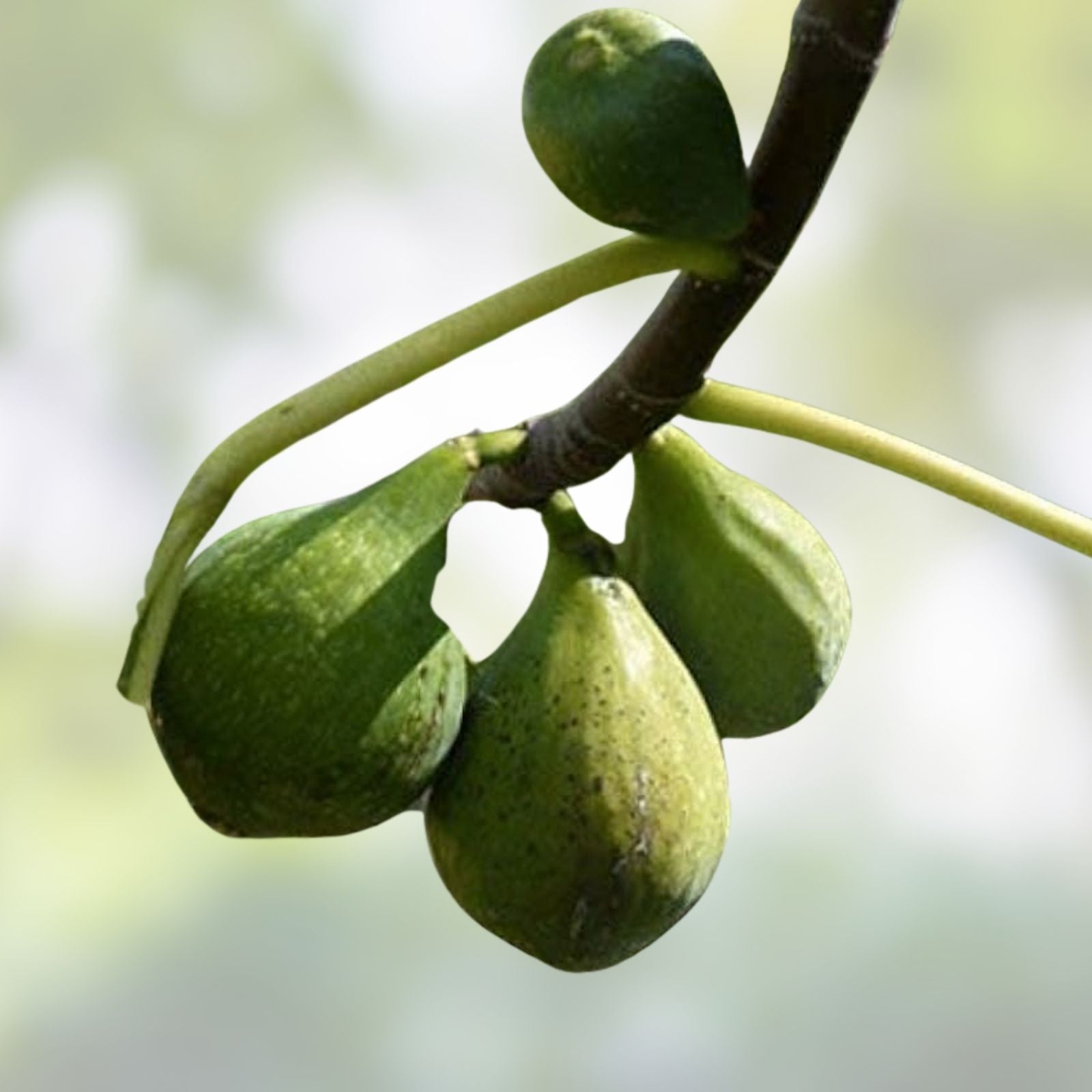 Desert King Fig Cuttings Ficus carica Live Plant 2 Stems Edible Fruit Tree Propagation Willow Water