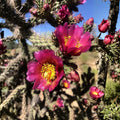 Cylindropuntia spinosior Cholla Cactus Cuttings 3-Pack Dwarf Pinaleno Mountains AZ Live Plant Landscaping