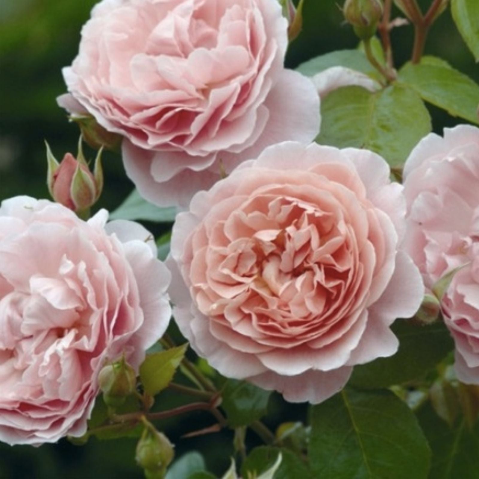 David Austin Rose Cuttings 3-Pack - Retired Variety for Gardening, Easy to Root, Rose Enthusiast Gift, Hardy Shrub, Rosa × damascena