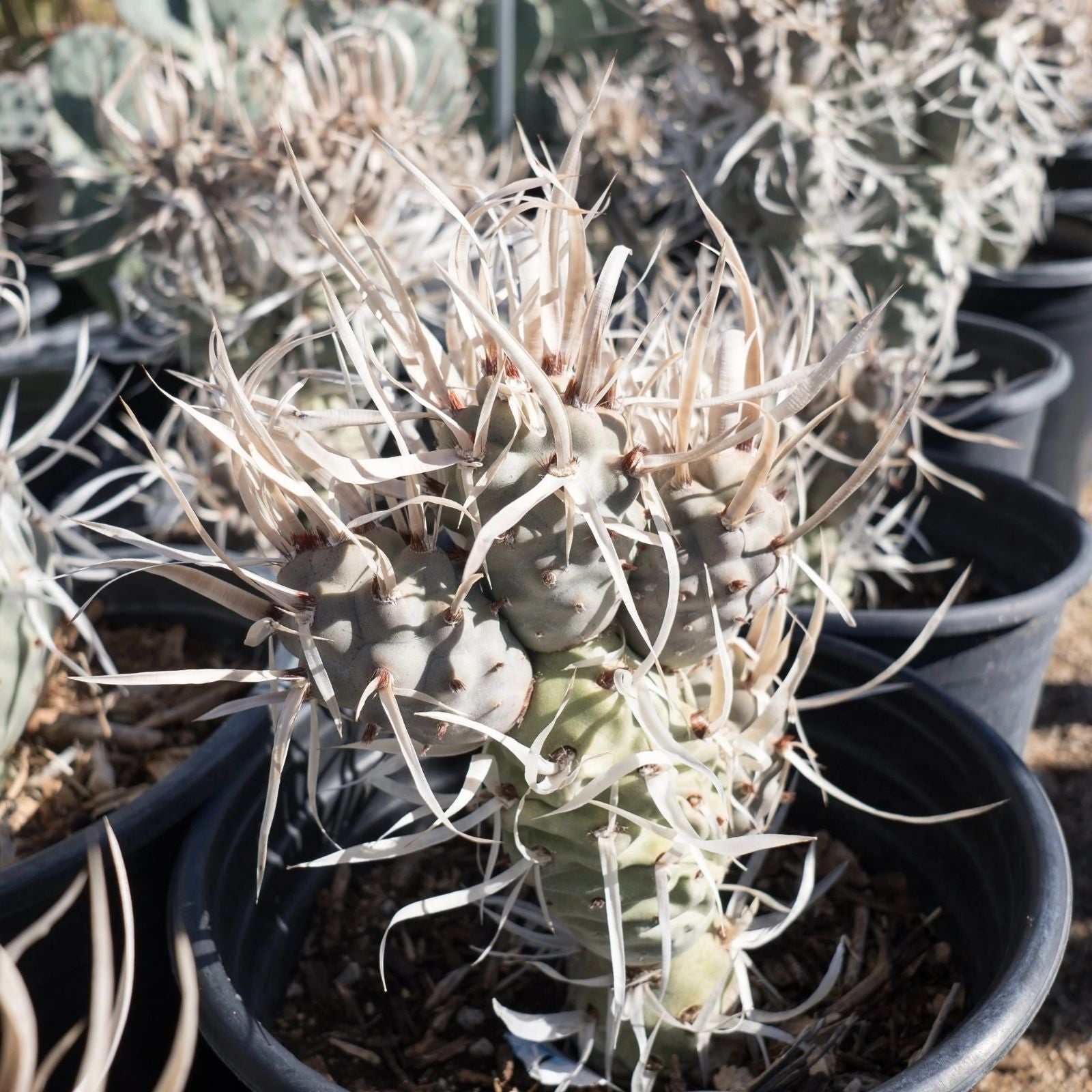 Live Paper Spine Cactus Succulent 4-inch Pot Tephrocactus articulatus papyracanthus Desert Houseplant