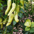 Dundale Pea Sprouting Seeds 8oz Organic Non-GMO Pisum sativum Live Plant, Sprouts, Seeds for Healthy Eating
