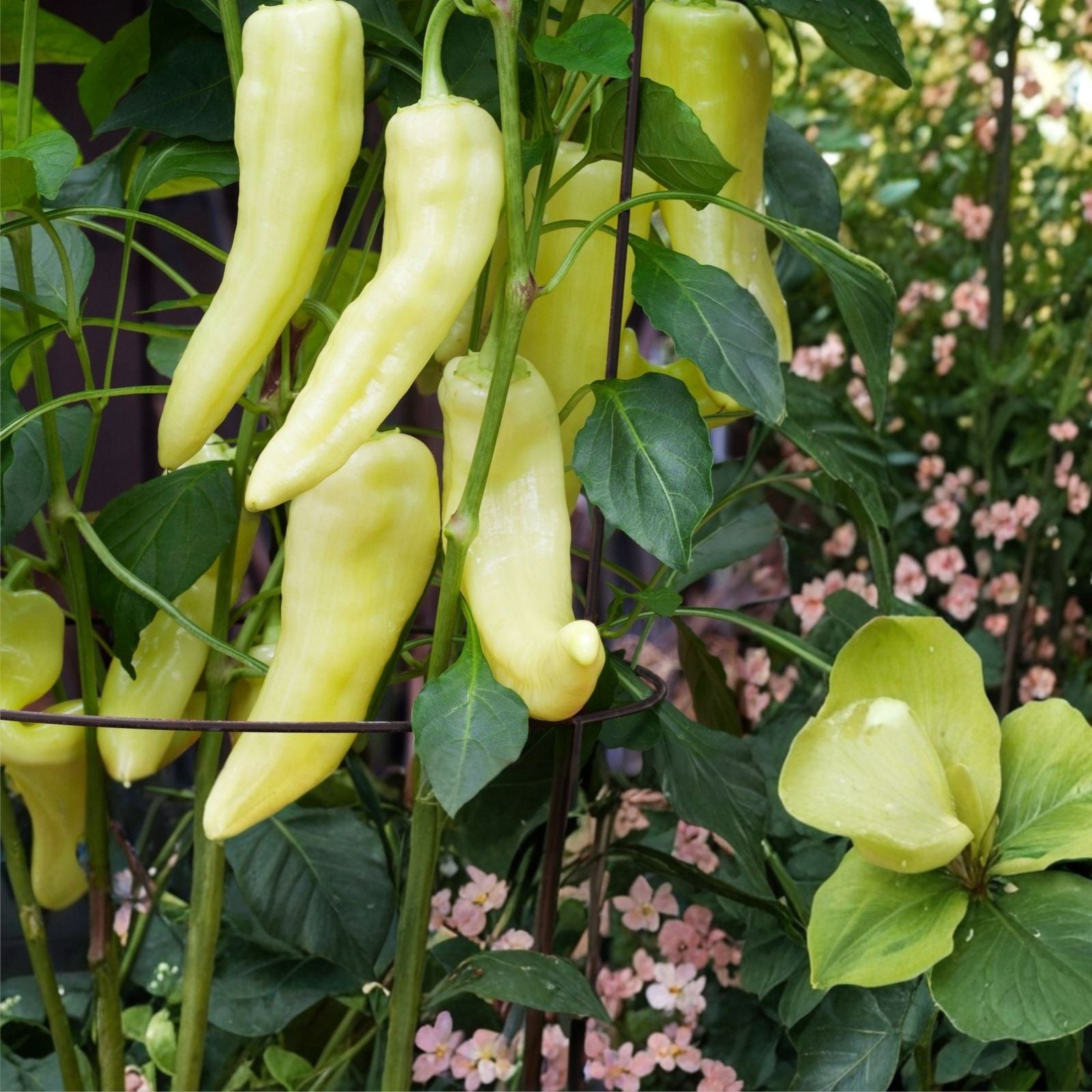 Dundale Pea Sprouting Seeds 8oz Organic Non-GMO Pisum sativum Live Plant, Sprouts, Seeds for Healthy Eating