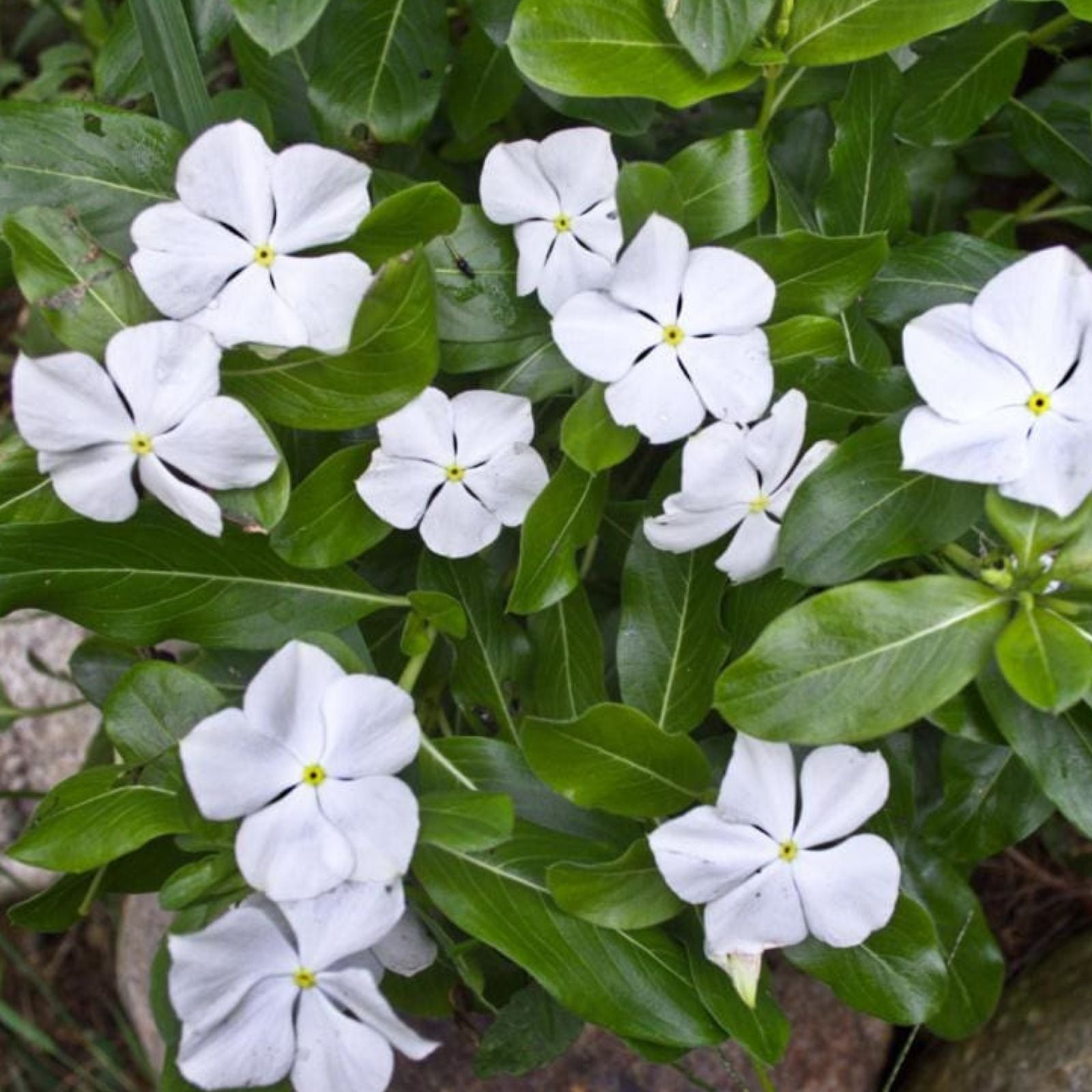 Vinca Seeds 500 Count Logro White Garden Flower Seeds Catharanthus roseus Live Plant Cutting