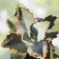 Kalanchoe Cutting Fang | Kalanchoe beharensis Succulent Plant | No Roots | Easy Propagation Plant Cutting