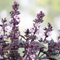 Purple Dark Opal Basil Seeds – Heirloom Culinary Herb, Live Plant, Cutting, Starter, Garden, Indoor, Outdoor, Herb Seeds