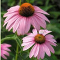 Purple Coneflower Starter Plant Echinacea Magnus Perennial Live Garden Plant Landscaping