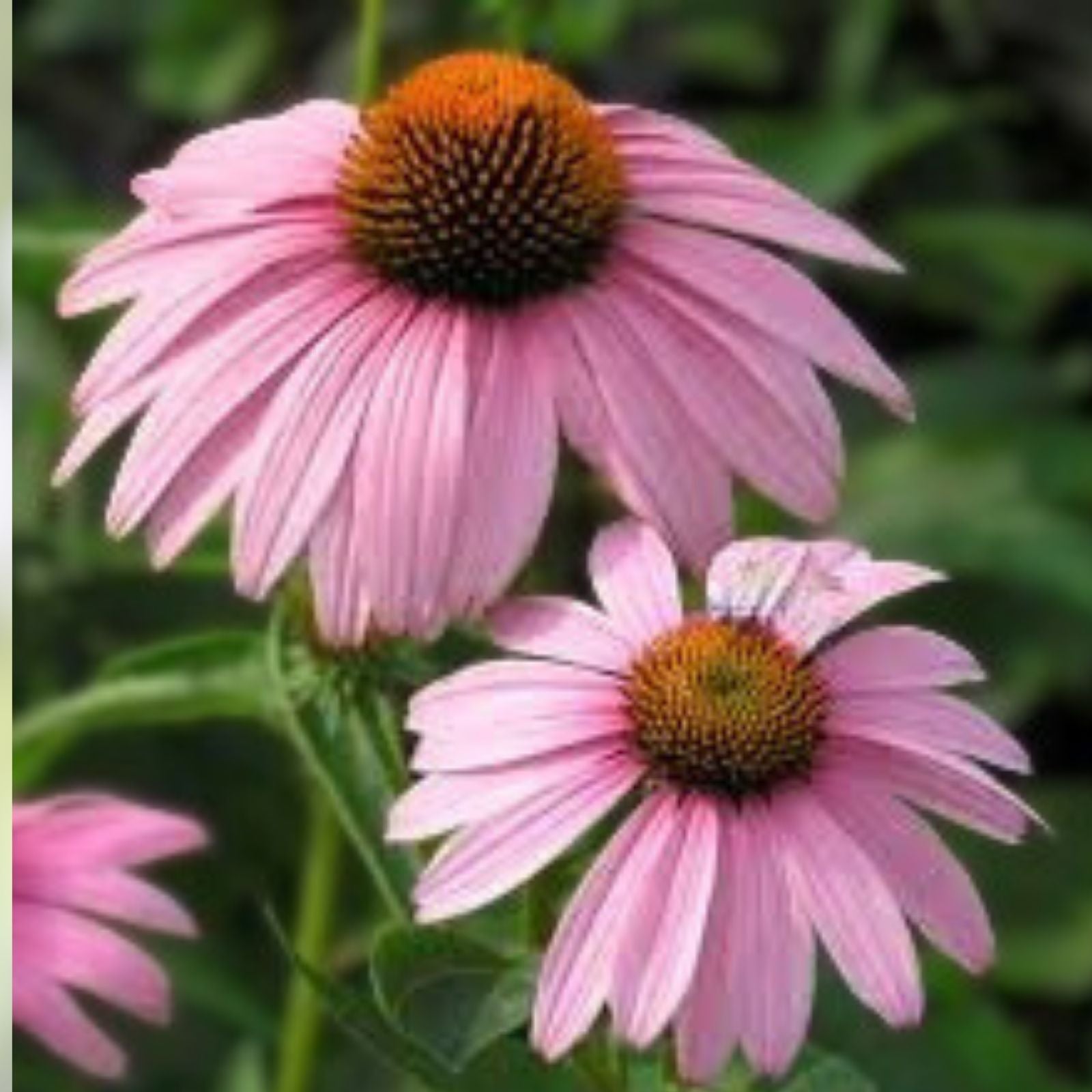 Purple Coneflower Starter Plant Echinacea Magnus Perennial Live Garden Plant Landscaping