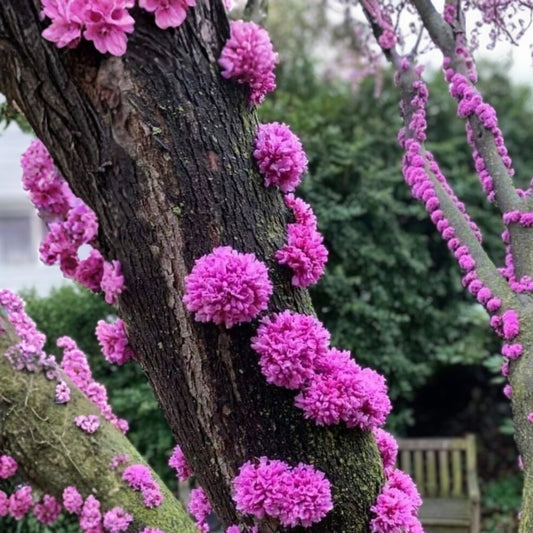 Judas Tree Seeds 20 Count Cercis siliquastrum Flowering Tree for Garden Yard Bonsai Planting