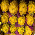 Albino Yellow Dragonfruit Cutting Hylocereus megalanthus 12-16 Inch Live Plant for Gardening and Fruit Growing