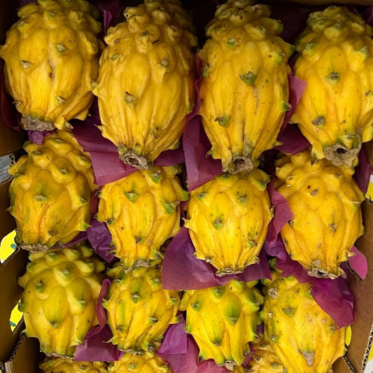 Albino Yellow Dragonfruit Cutting Hylocereus megalanthus 12-16 Inch Live Plant for Gardening and Fruit Growing