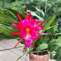 Epiphyllum Cuttings Jeanette Davis Latimer Unrooted Succulent Plant 8-10" Houseplant, Starter, Live Plant