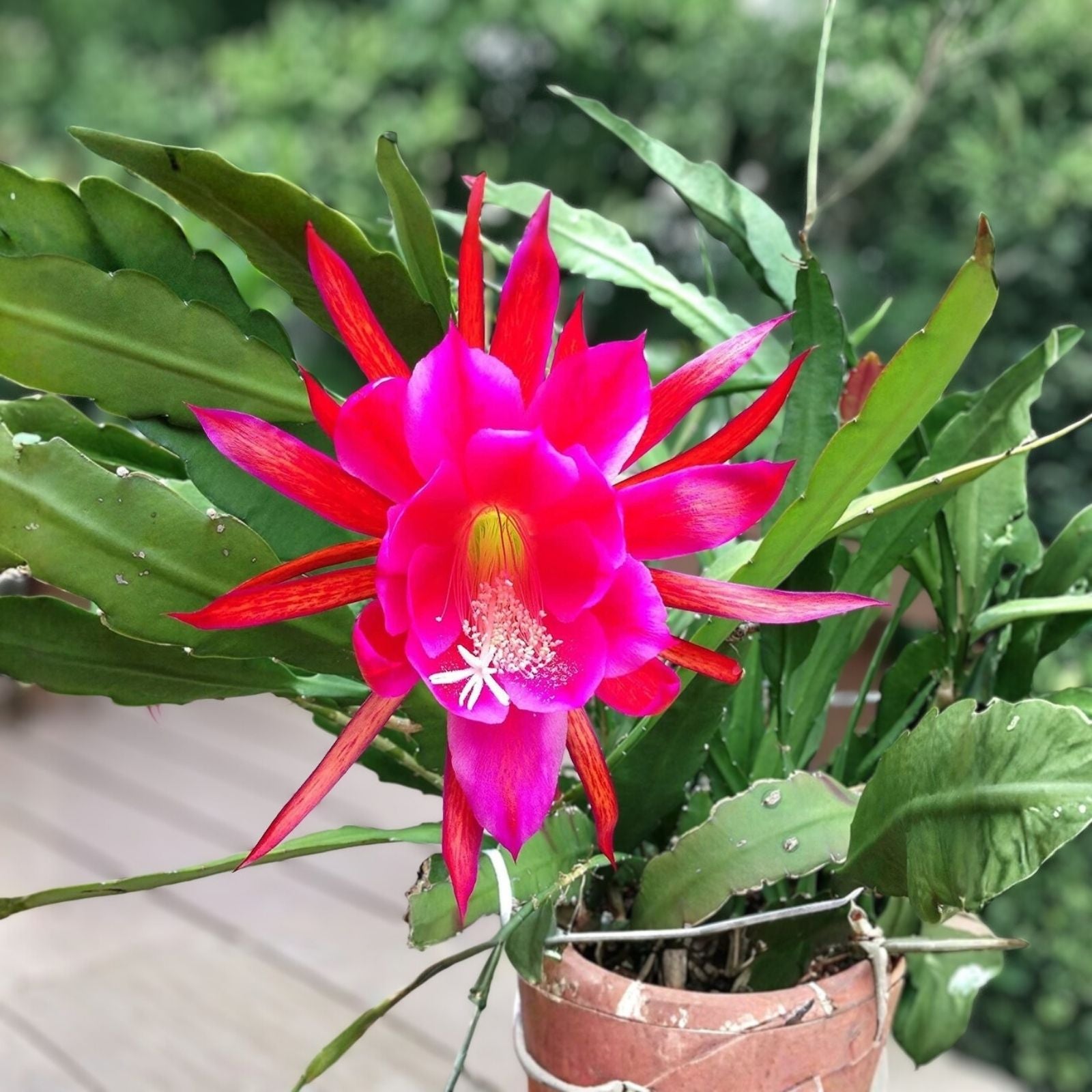 Epiphyllum Cuttings Jeanette Davis Latimer Unrooted Succulent Plant 8-10" Houseplant, Starter, Live Plant