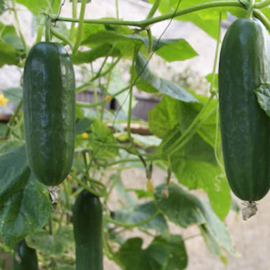 Organic Pickling Cucumber Seeds 100 Count, Cucumis sativus, Non-GMO, USA Grown, Home Garden, Food Preservation, Starter Plant
