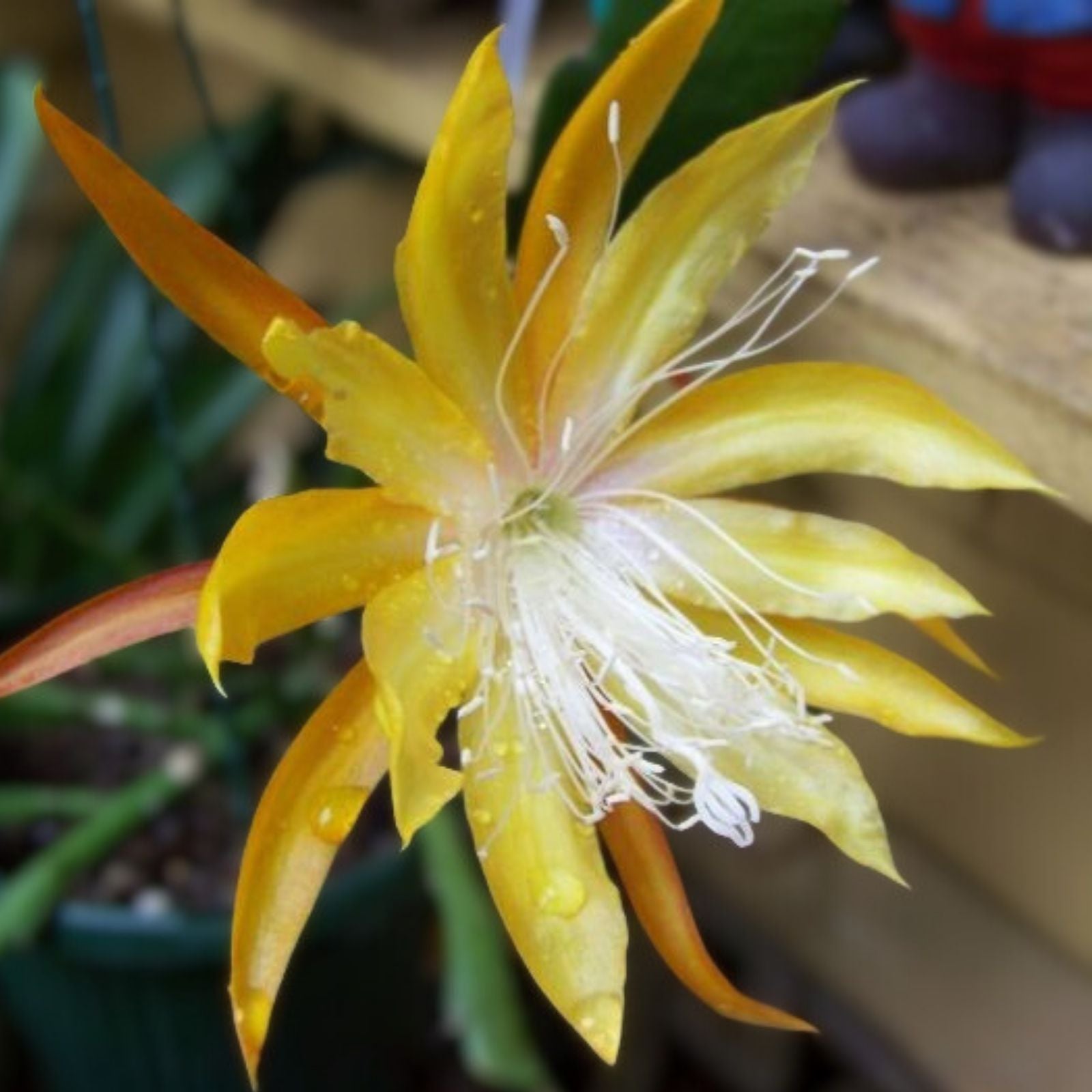 Epiphyllum Golden Jubilee Rooted Cutting Rare Orchid Cactus Succulent Houseplant Gift