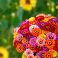 Zinnia elegans Star Gold Flower Seeds 1000 Count Live Plant Cutting Bare Root Starter Plant