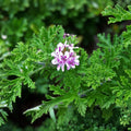 Rose Scented Geranium Cuttings (6) - Pelargonium graveolens - Aromatic Herb for Gardening and Home Decor - Fast Growing