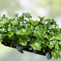 English Ivy Cuttings - 10 Live Plants for Groundcover, Living Fence, Patio Decor - Hedera helix - Fast Growing