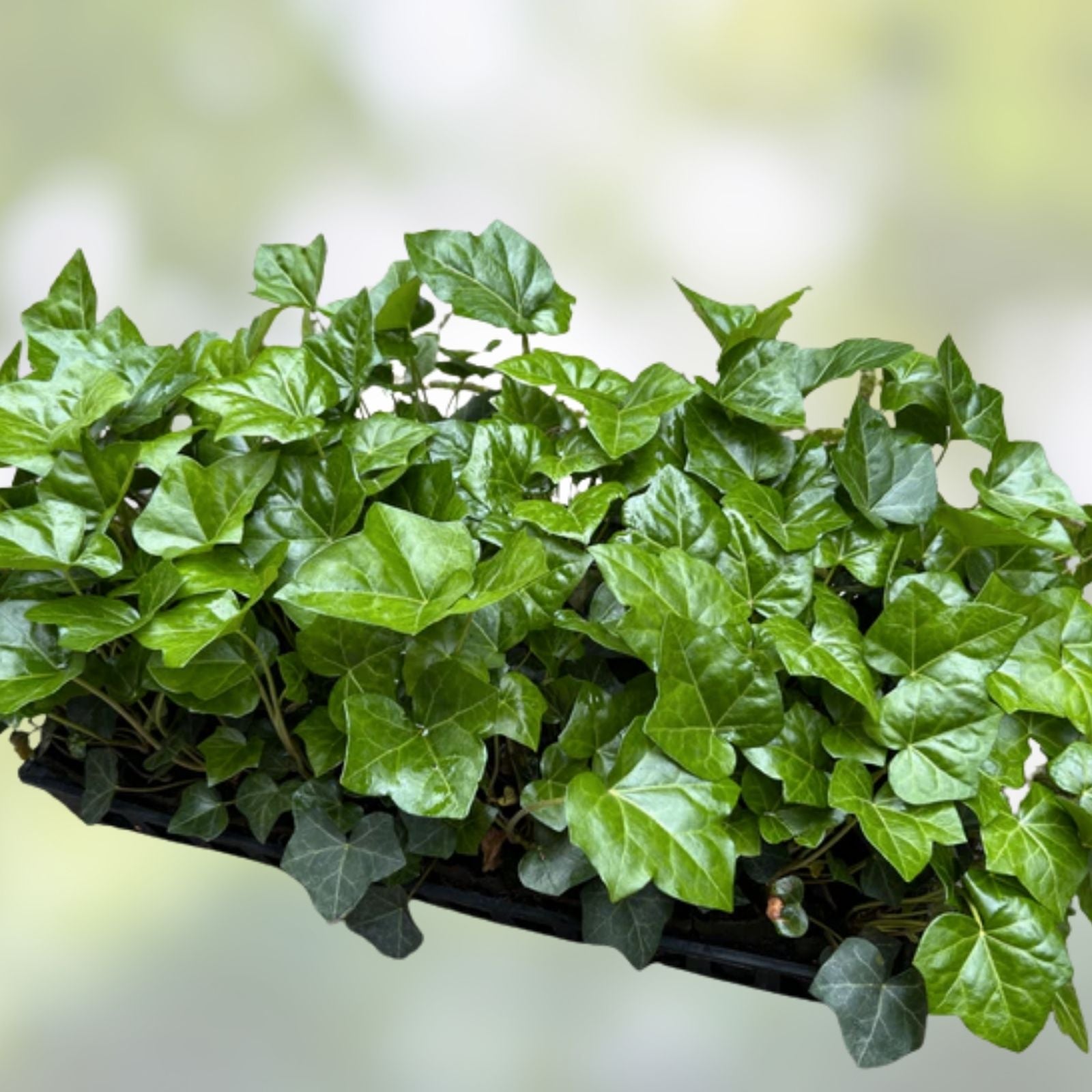 English Ivy Cuttings - 10 Live Plants for Groundcover, Living Fence, Patio Decor - Hedera helix - Fast Growing