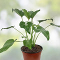 Xanadu Philodendron Live Plant 6 Inch Pot Indoor Houseplant Cutting Tropical Green Houseplant