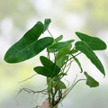 Philodendron Burle Marx Plant Clipping Tropical Indoor Houseplant Fast Growing Starter Cutting