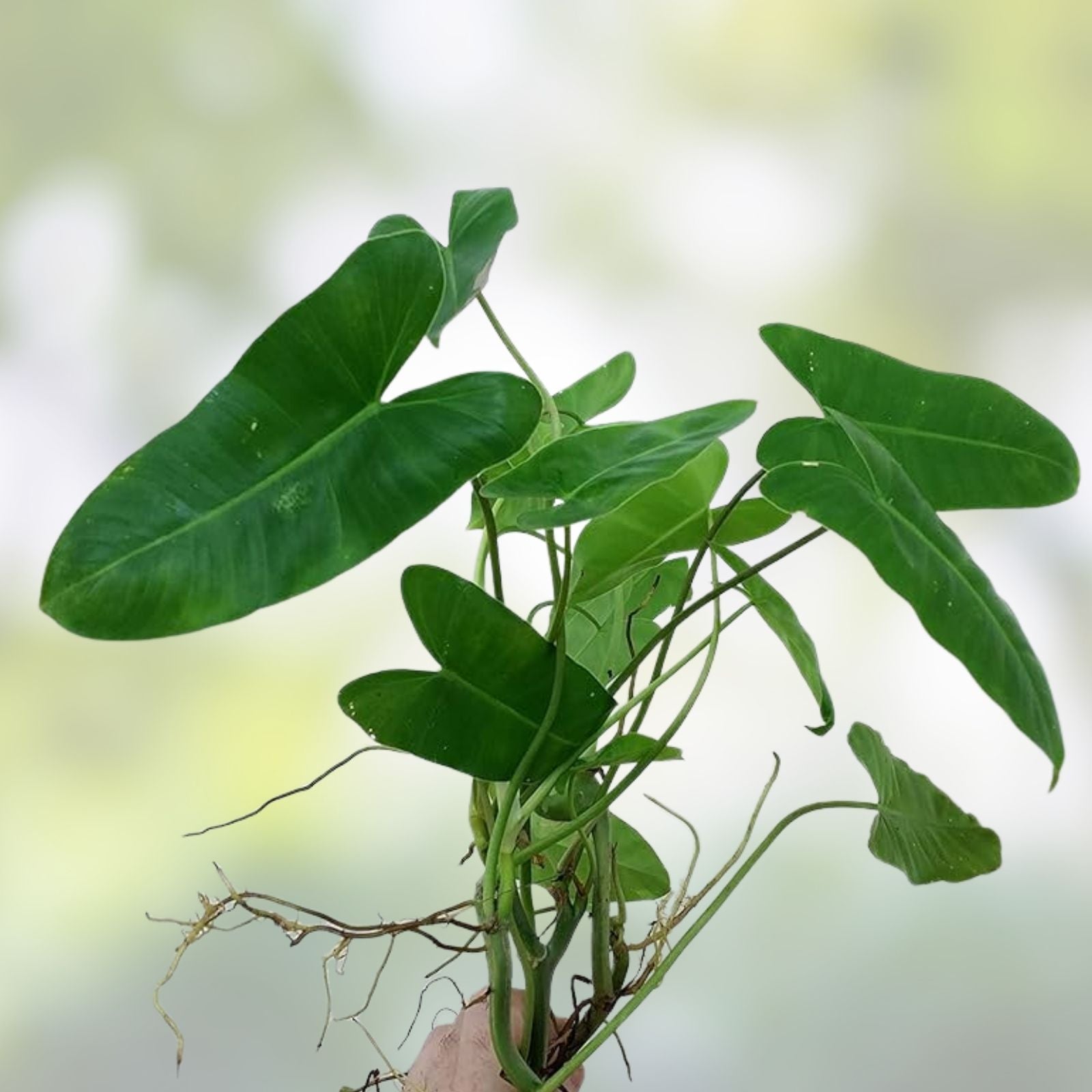 Philodendron Burle Marx Plant Clipping Tropical Indoor Houseplant Fast Growing Starter Cutting