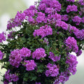 Pelargonium Cuttings 3x 6" Purple Pink Regal Geranium Live Plant for Garden & Indoor Outdoor Use - BloomHavenNursery