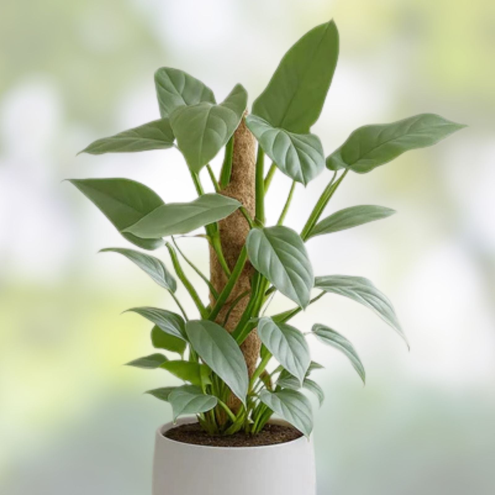Philodendron Silver Sword Plant 3.5" Pot Rare Tropical Houseplant, Philodendron hastatum, Live Cutting, Indoor Plant