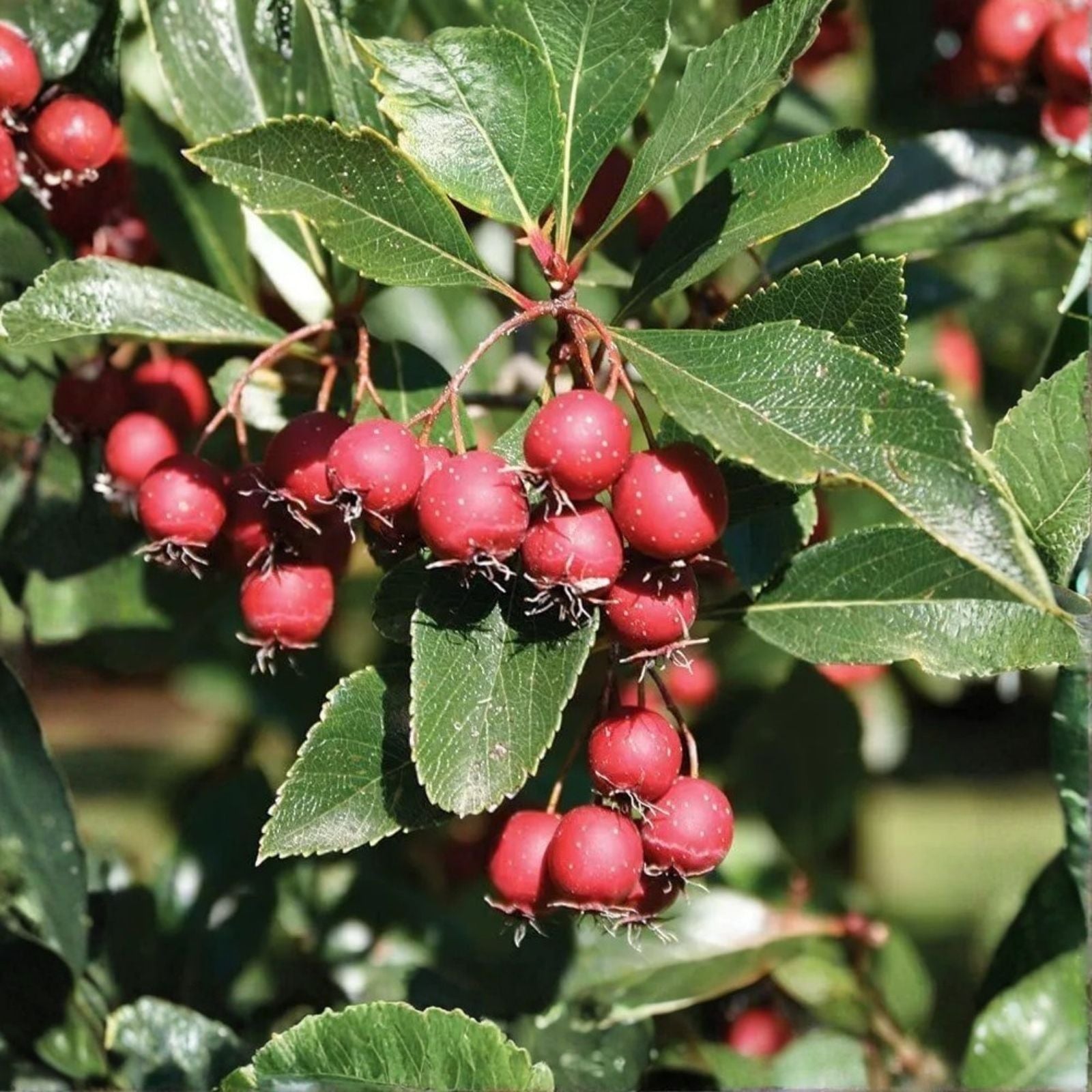Thornless Hawthorn Tree Seeds 30 Pack Crataegus crus-galli Bare Root Ornamental Landscaping Tree