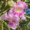 Desert Willow Tree Seeds Chilopsis linearis Purple Orchid Flowers Drought Tolerant Live Plant Cutting Bare Root Starter Plant