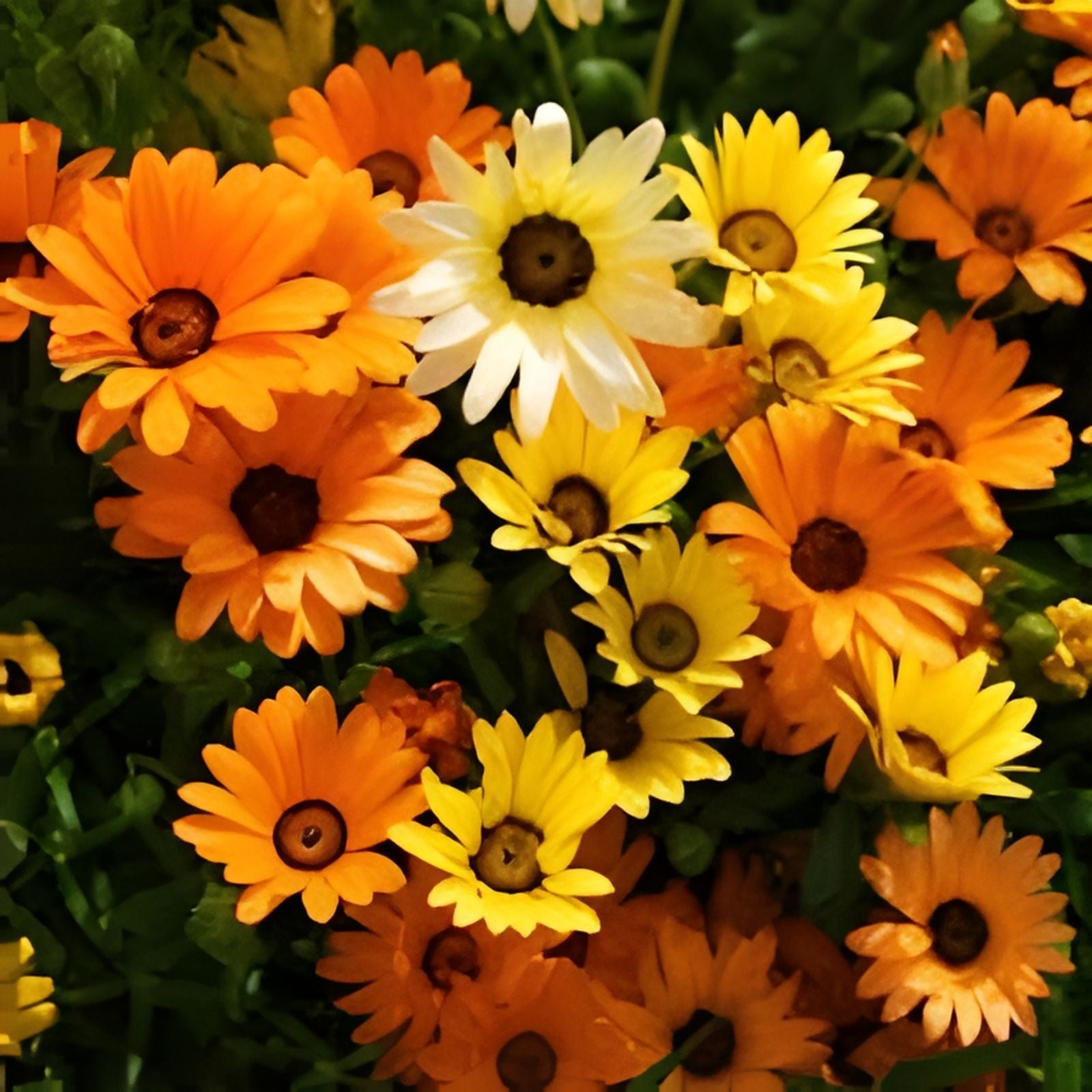 Autumn Beauty Sunflower Seeds 50 Organic Helianthus annuus Planting Seeds Live Bare Root Starter Plant