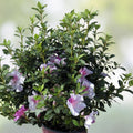 Encore Autumn Twist Azalea Starter Plant - Deciduous Rhododendron 'Autumn Twist' Well Rooted Shrub for Landscaping