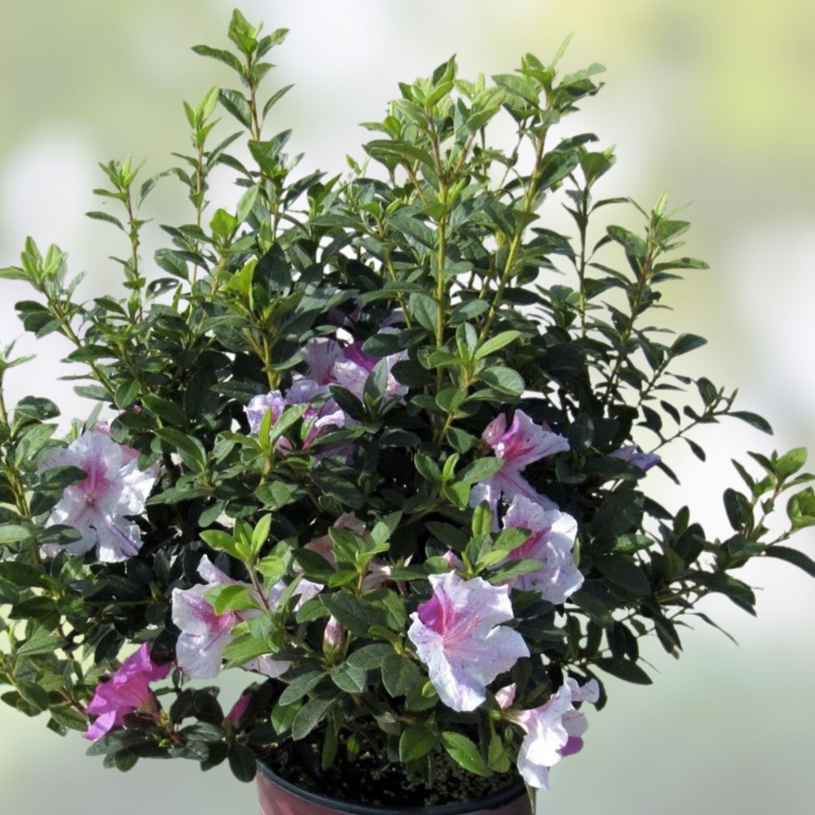 Encore Autumn Twist Azalea Starter Plant - Deciduous Rhododendron 'Autumn Twist' Well Rooted Shrub for Landscaping