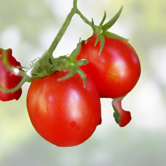 Heirloom Red Ponderosa Tomato Seeds Organic Vegetable Garden Solanum lycopersicum 25+ Seeds