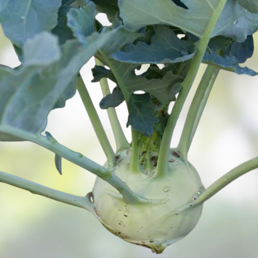 Kohlrabi Seeds Early White Vienna Non-GMO Vegetable Seeds Brassica oleracea var. gongylodes 50+