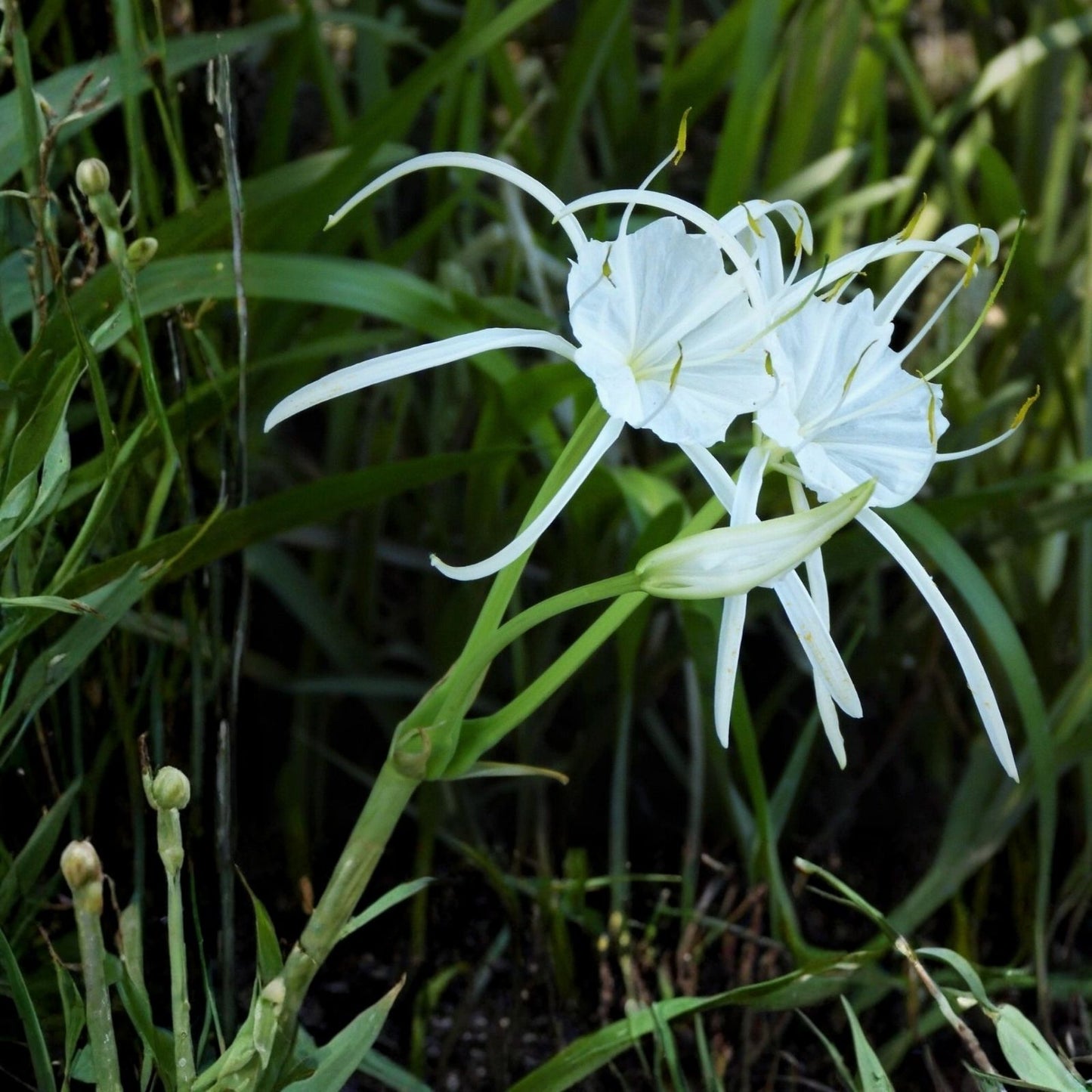 Live Spider Lily Plant 10-12 Inches Rare Wild South Alabama Native Hymenocallis spp. Houseplant Cutting Bare Root Starter Plant