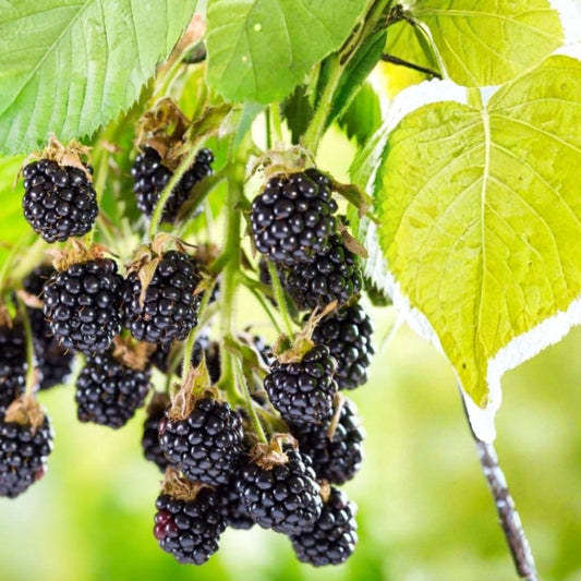 Sawtooth Giant Blackberry Plant 5-Pack Thorny Rubus fruticosus Live Bare Root Starter Plant for Garden, High Yield, Support Needed