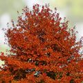 Cherrybark Oak Tree Set of 2 Live Plants 12-16" Bare Root Quercus pagoda Landscaping Garden Trees