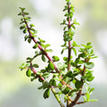 Elephant Bush Cuttings - 6 Variegated Succulent Plants - Drought Tolerant Easy Care Portulacaria afra - Fresh Stock