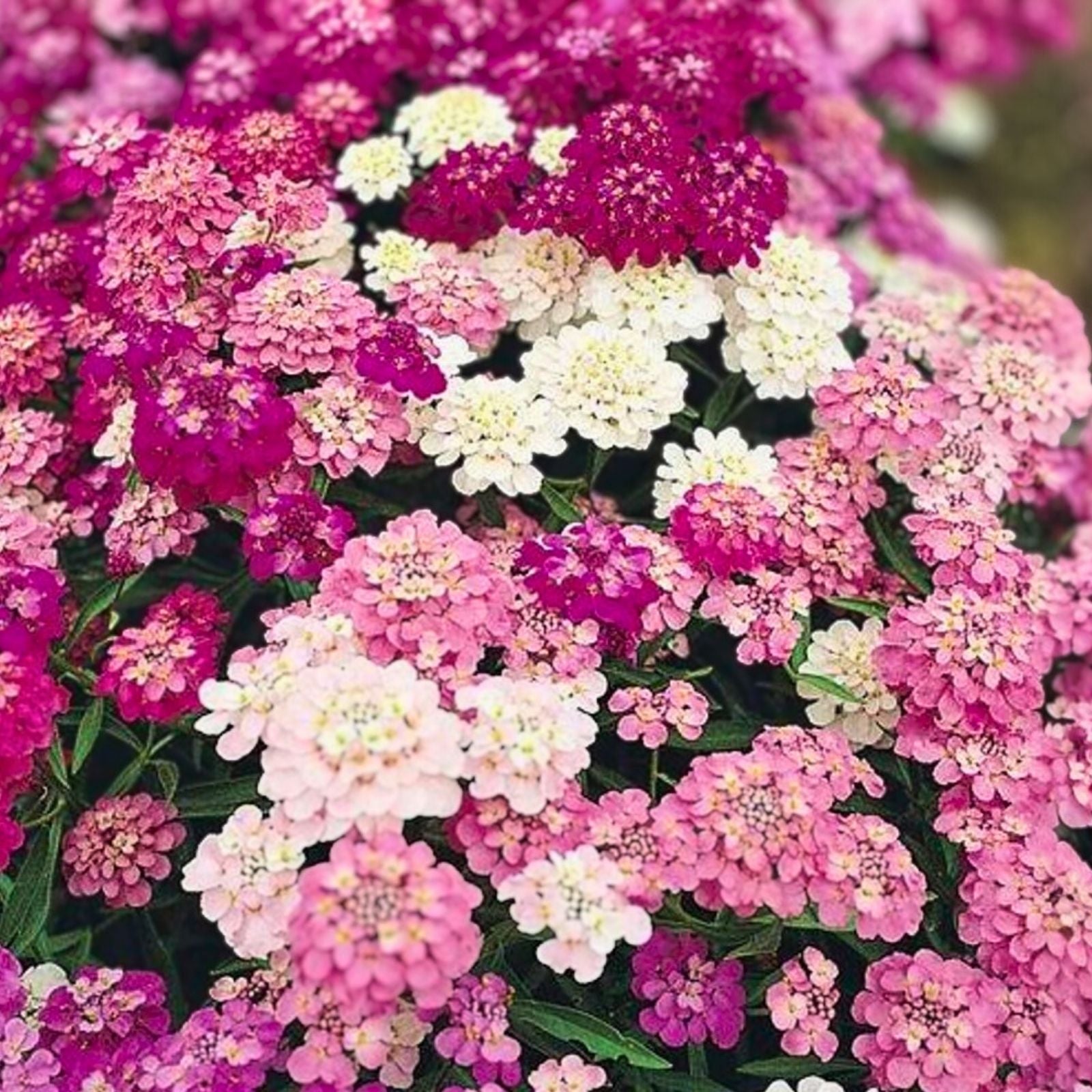 Dwarf Candytuft Seeds Fairy Mix Pink Lavender White Flowers Iberis umbellata Live Plant Cutting Bare Root Starter for Garden Landscaping Pollinator