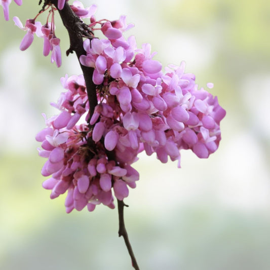 Judas Tree Seeds 20 Pack - Cercis siliquastrum Flowering Tree for Garden and Yard - Fast Growing Planting Seeds