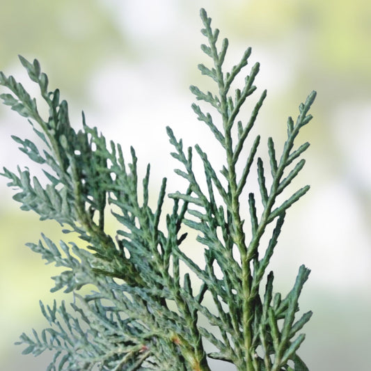 Leyland Cypress Cuttings Live Planting Clippings Bare Root Garden Trees Cupressocyparis leylandii Landscaping Starter Plant
