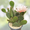 Rooted Long Spined Prickly Pear Cactus 3 Pads | Opuntia Engelmannii Drought Tolerant Indoor Outdoor Plant