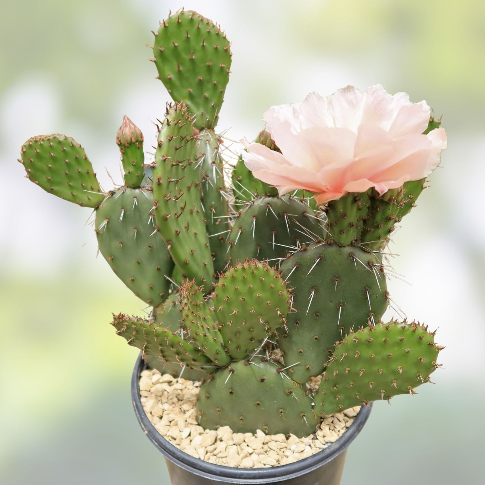 Rooted Long Spined Prickly Pear Cactus 3 Pads | Opuntia Engelmannii Drought Tolerant Indoor Outdoor Plant