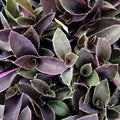 Tradescantia zebrina Cuttings Pale Puma Fuzzy Wandering Jew Live Plant Starter Bare Root Houseplant