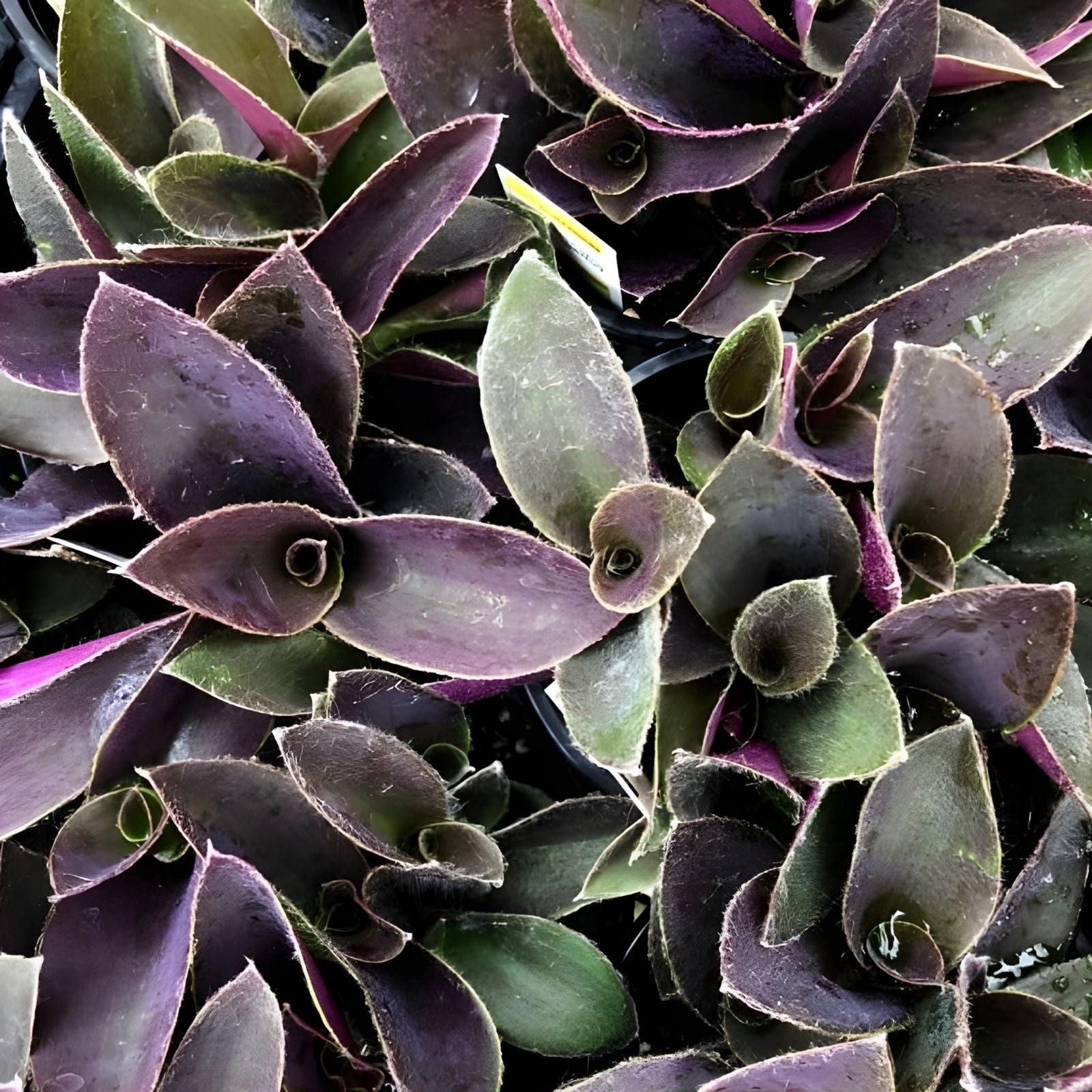 Tradescantia zebrina Cuttings Pale Puma Fuzzy Wandering Jew Live Plant Starter Bare Root Houseplant